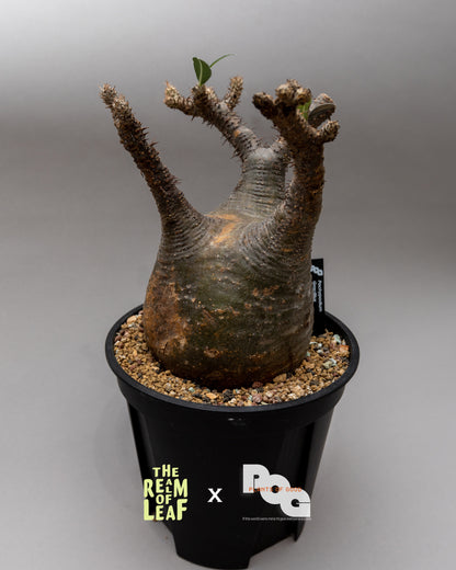 Pachydium Gracillius