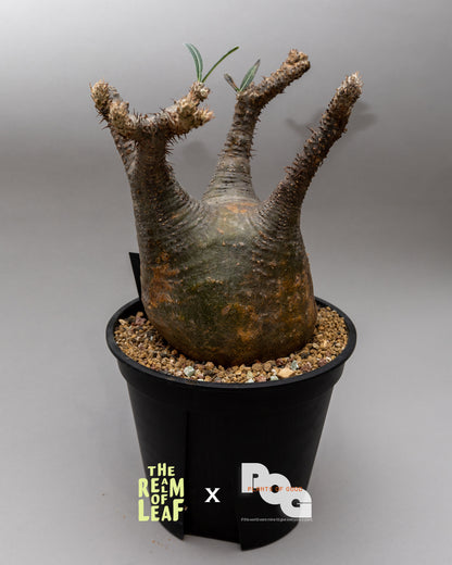 Pachydium Gracillius