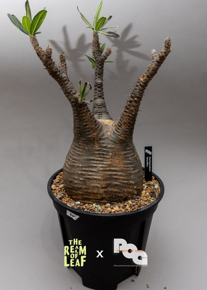 Pachydium Gracillius