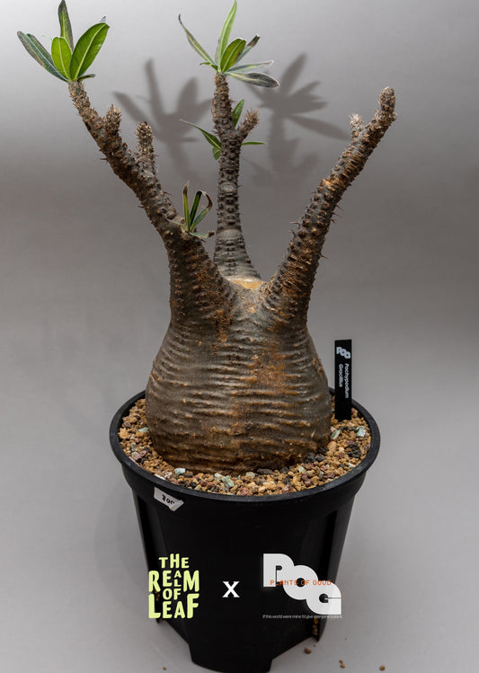 Pachydium Gracillius