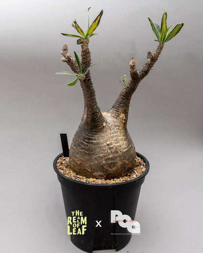 Pachydium Gracillius