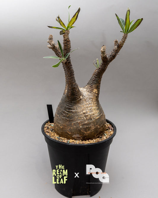 Pachydium Gracillius