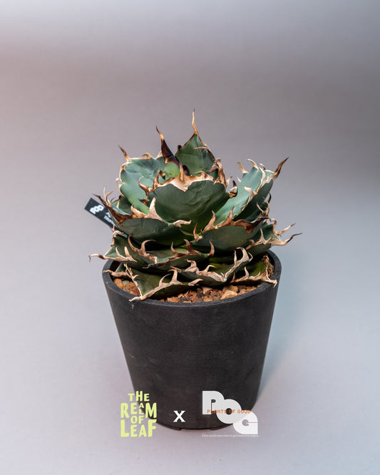 Titanota Agave