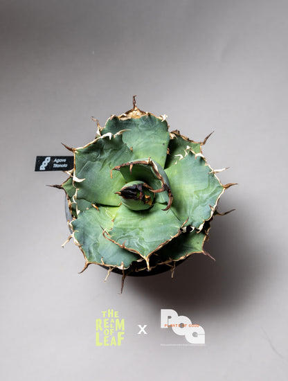 Titanota Agave