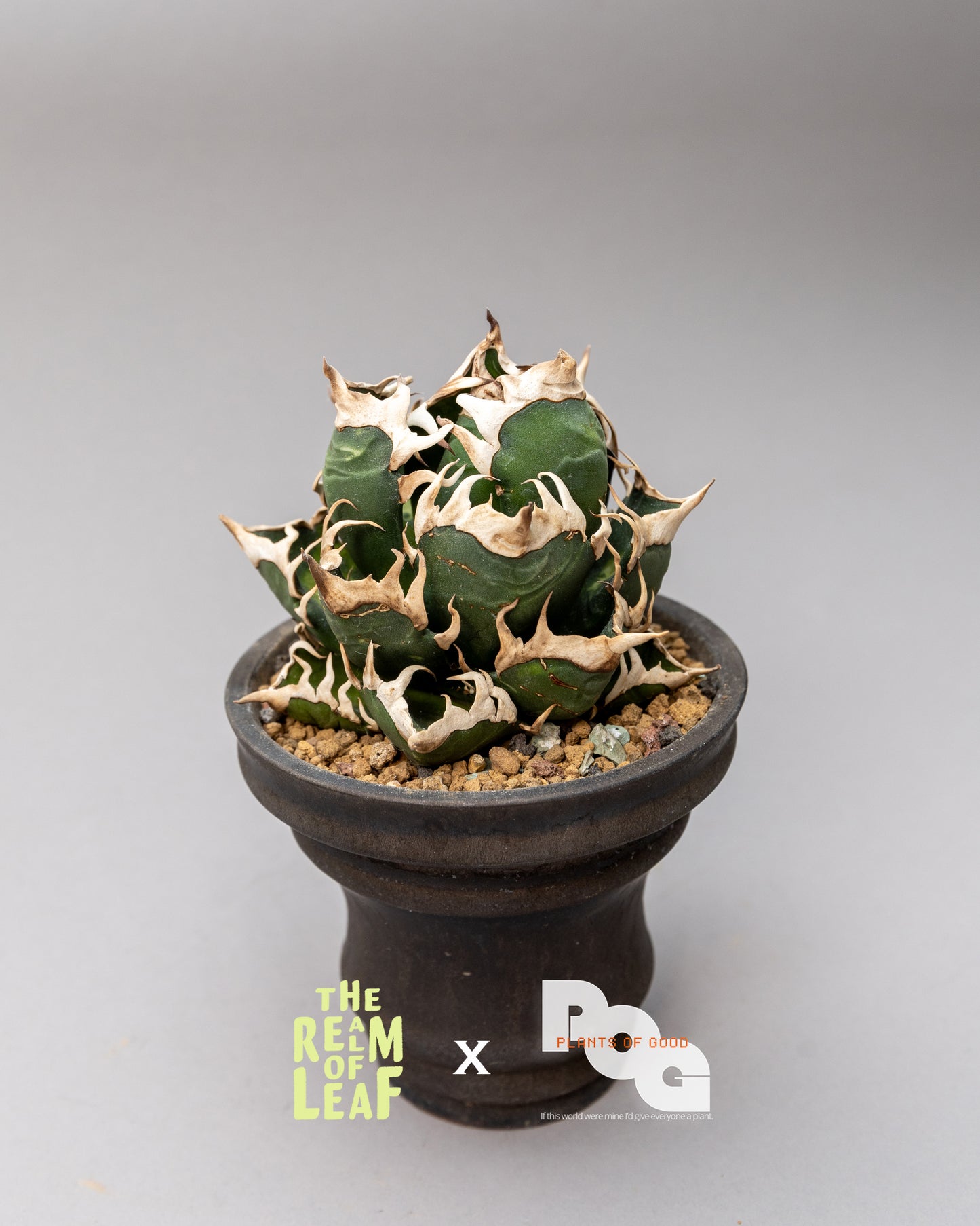 Titanota Agave "Red Cat"