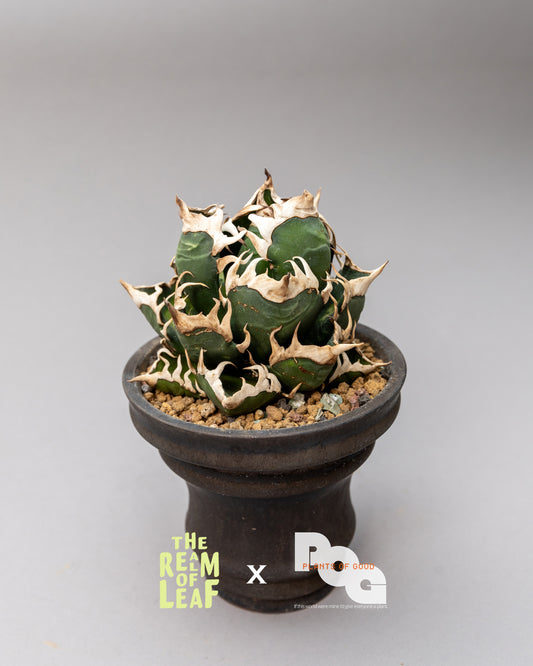 Titanota Agave "Red Cat"