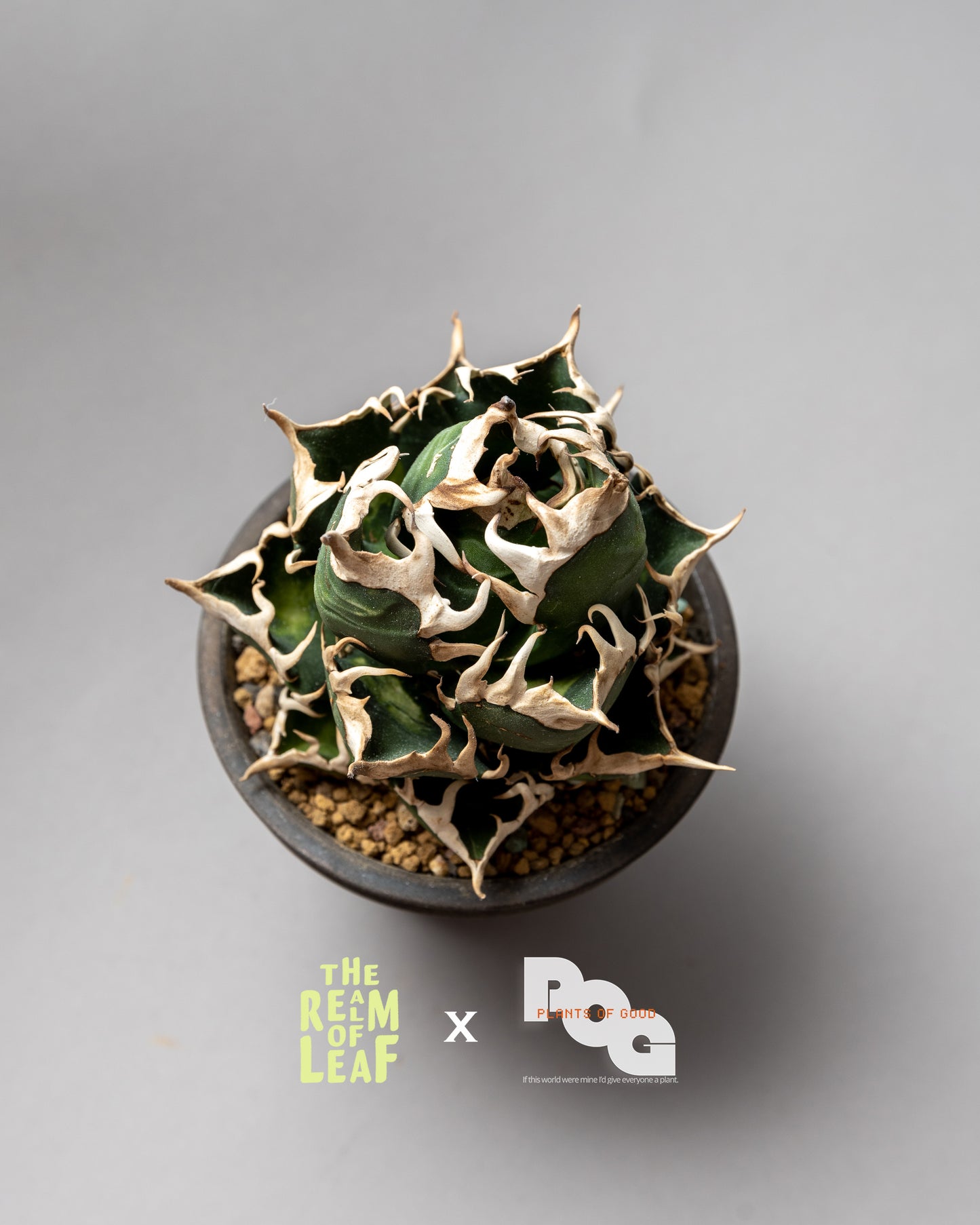 Titanota Agave "Red Cat"