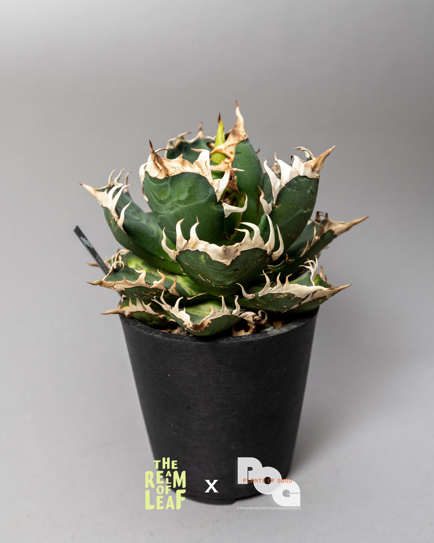 Titanota Agave "Red Cat"