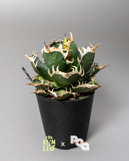 Titanota Agave "Red Cat"