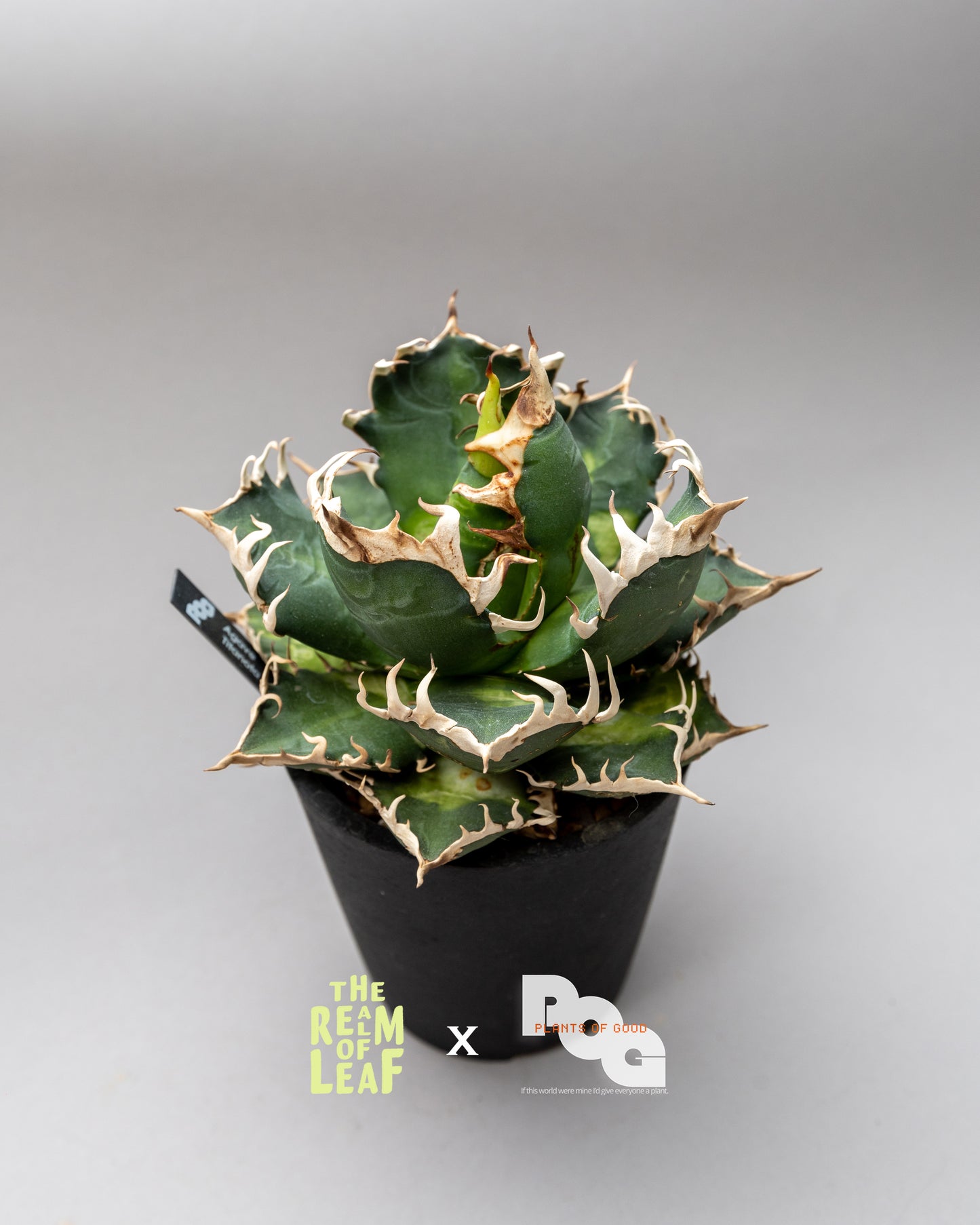 Titanota Agave "Red Cat"