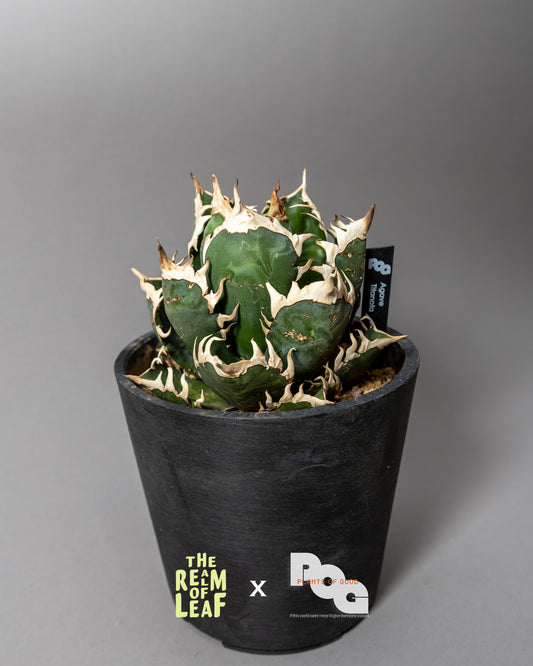 Titanota Agave "Red Cat"