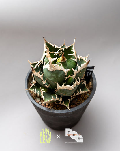 Titanota Agave "Red Cat"