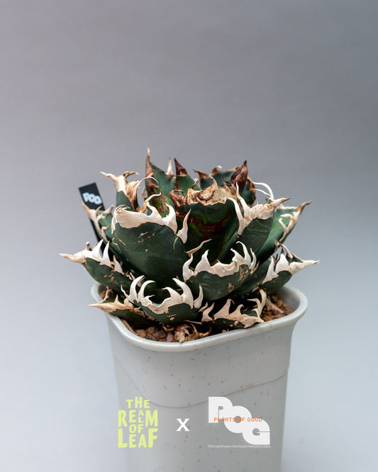 Titanota Agave "Red Cat"