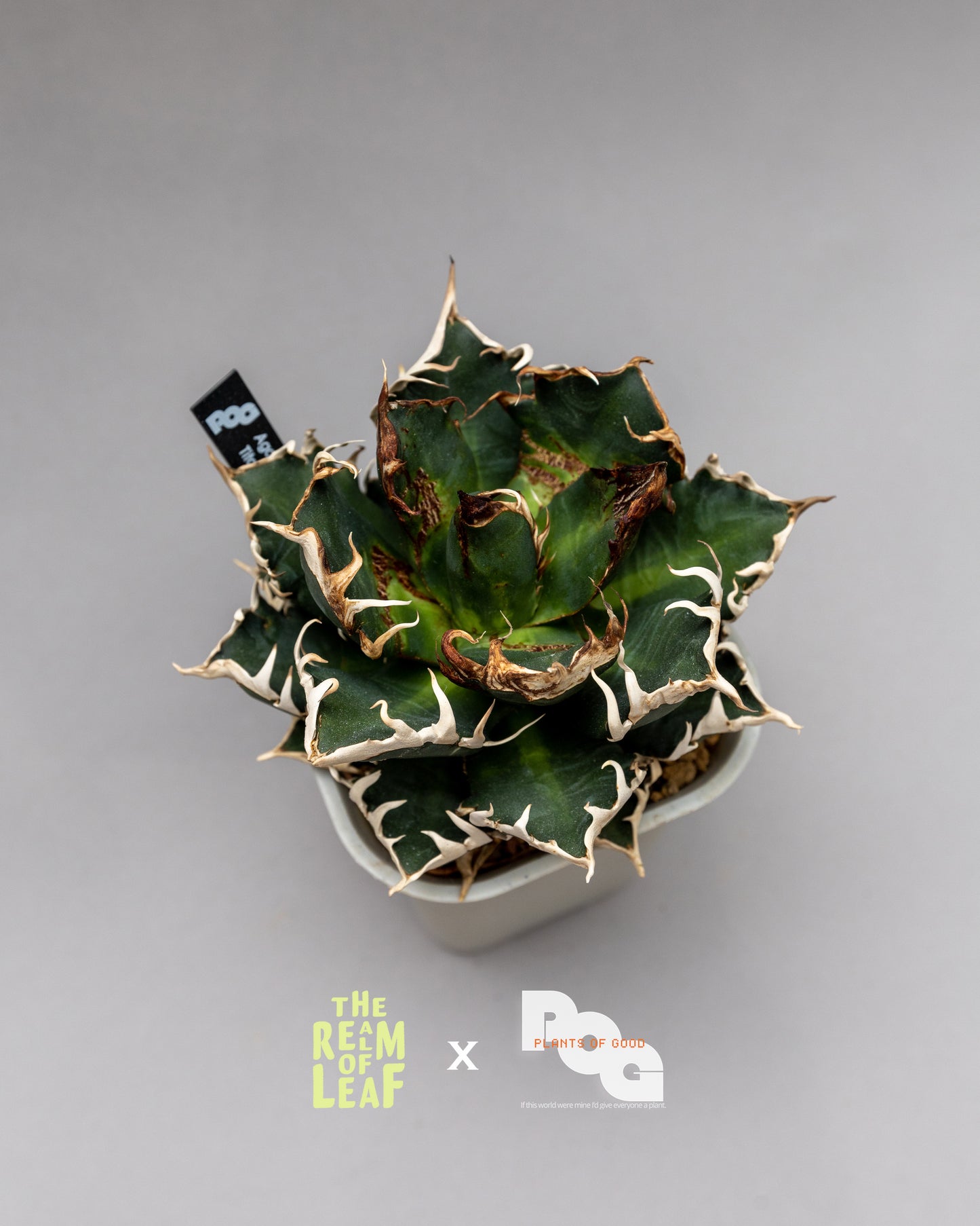 Titanota Agave "Red Cat"