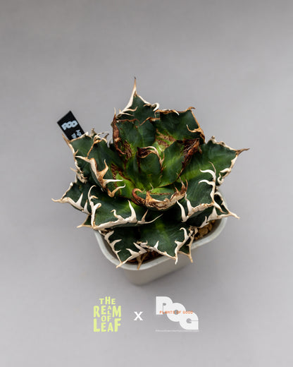 Titanota Agave "Red Cat"