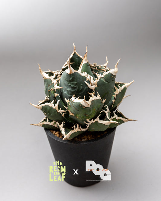 Titanota Agave "Sea King"