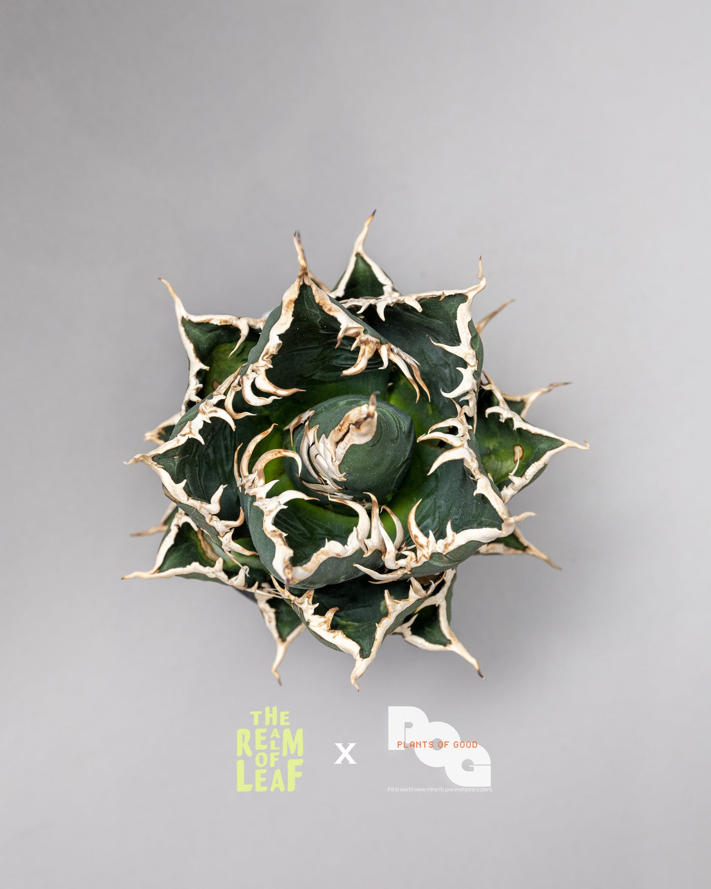 Titanota Agave "Sea King"