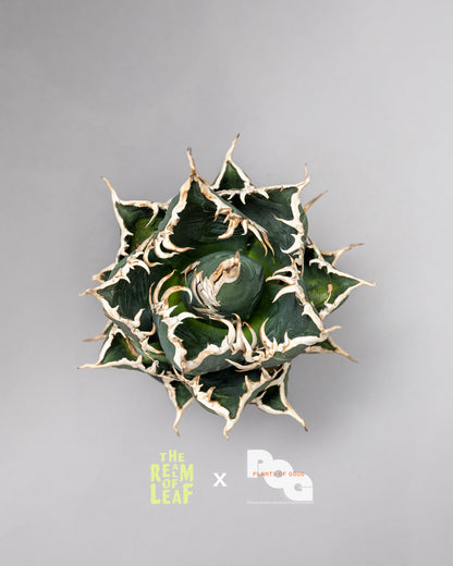 Titanota Agave "Sea King"
