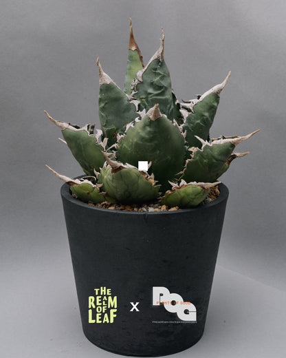 Titanota Agave "Sea King"