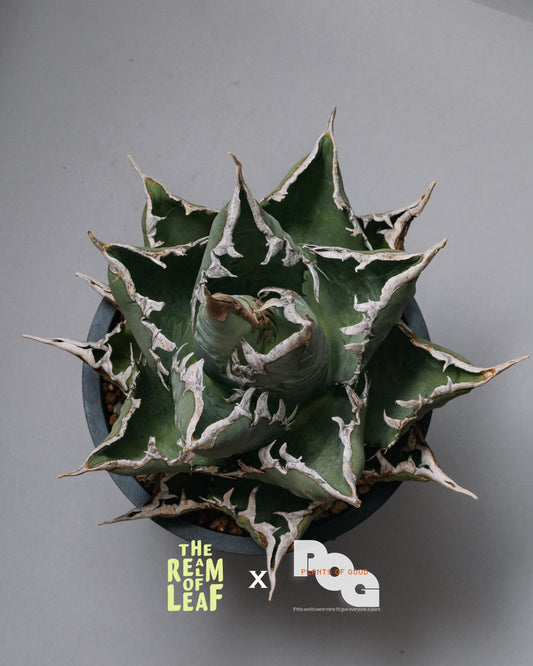 Titanota Agave "Sea King"