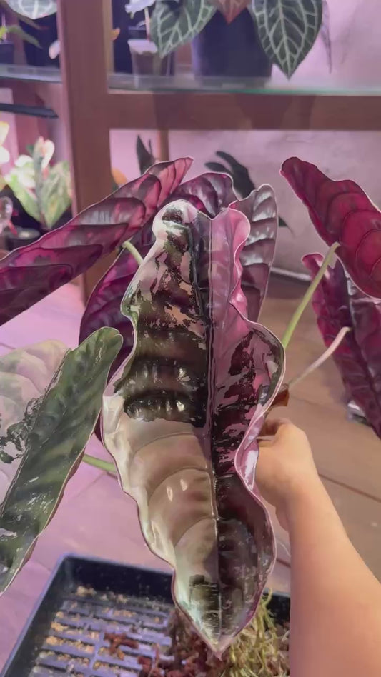 Alocasia Cuprea True Pink Corm